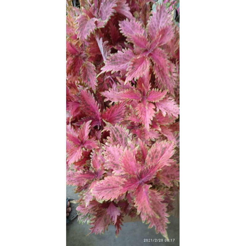 Miana Super Premium Id. Peri Pink