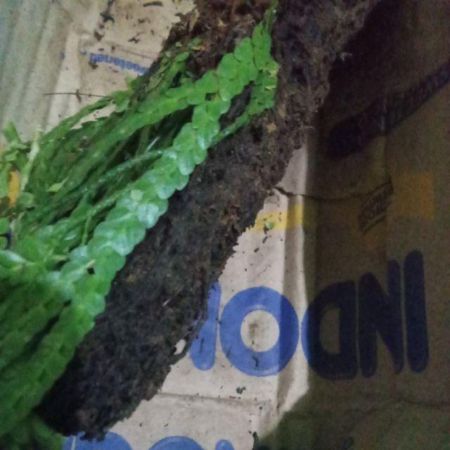 Bibit Tanaman Hias Huperzia Subur Dengan Media Pakis Lempeng