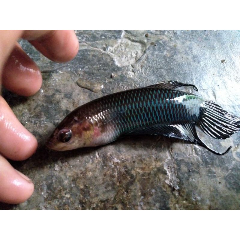 Cupang ALAM/WILD BETTA Simorum Ukuran S, S+