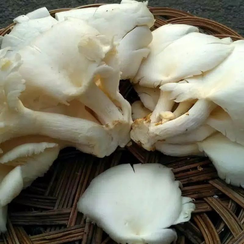 Jual jamur tiram Shopee Indonesia