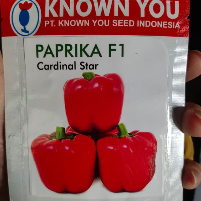 Benih Paprika Cardinal Star SP