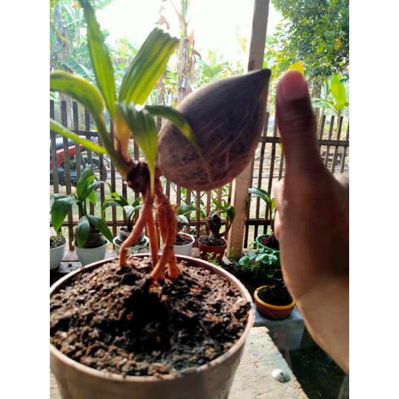 bonsai kelapa Minion sudah jadi