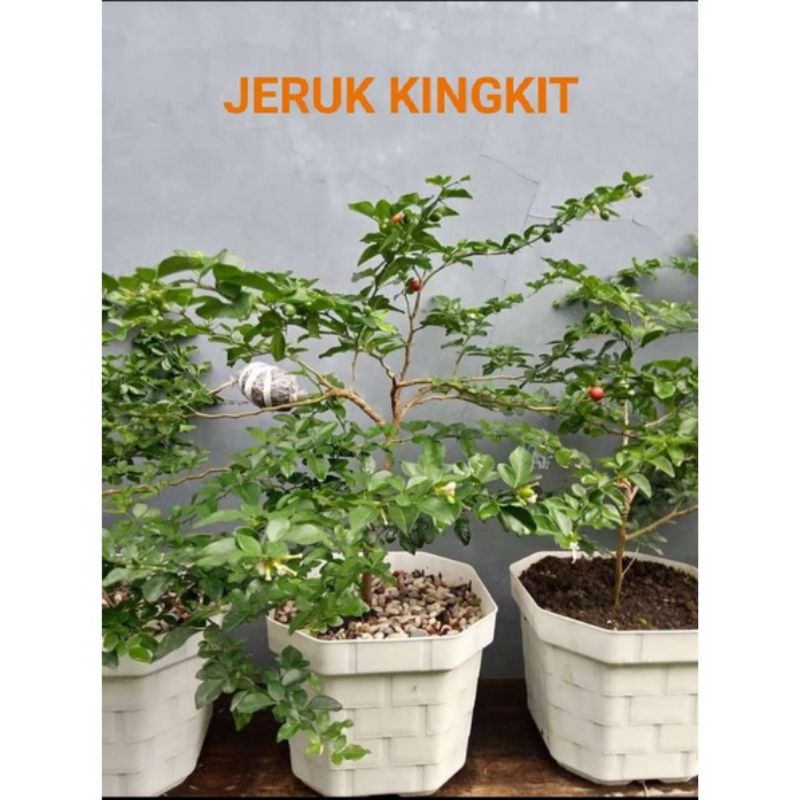 bahan bonsai jeruk kingkit ukuran mame 35k
