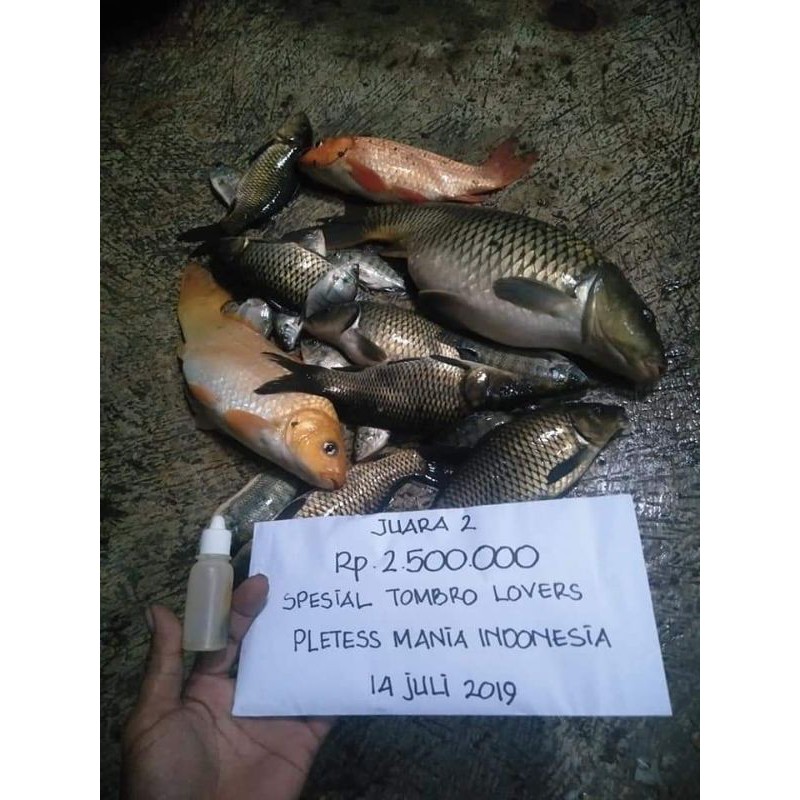 Esen Mayit Mancing ikan Tombro/ikan Mas