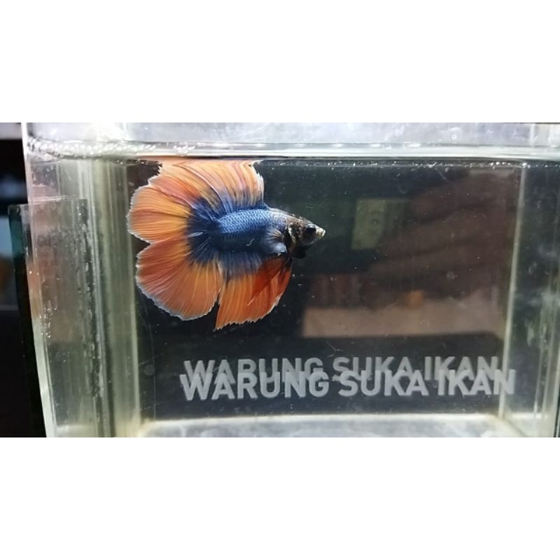 HMDT mascot serian butterfly. Jantan. 5bln, L.