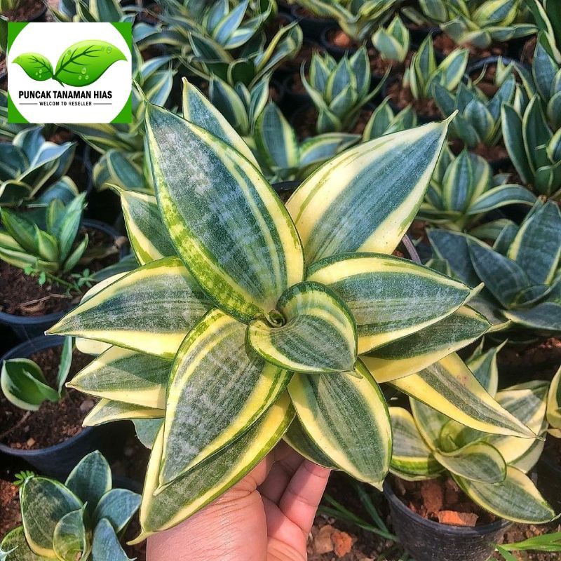 Sansivera mini golden - Sansivera golden honey