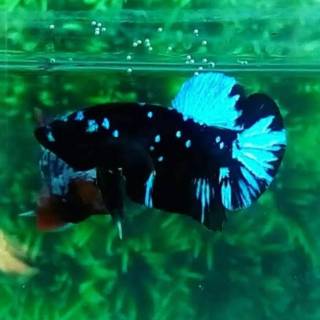 Ikan Cupang Avatar Super Grade Shopee Indonesia