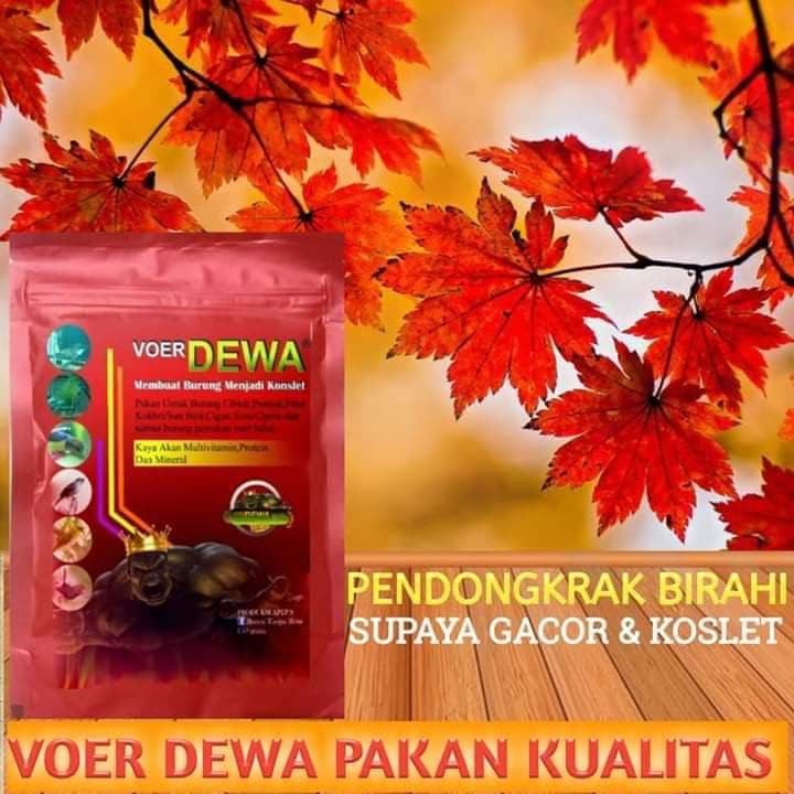 VOER DEWA VOER HALUSMEMPERCEPAT BIRAHI UNTUK BURUNG CIGUN PRENJAK TLEDEKAN CIPAUW DAN BURUNG LAINNYA