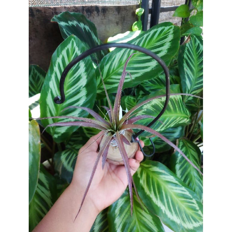 tillandsia love knot