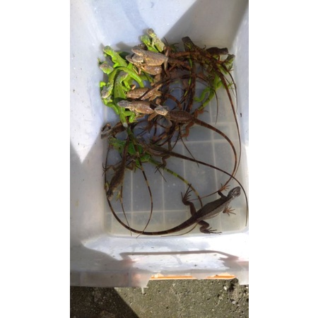 baby iguana hijau dan merah