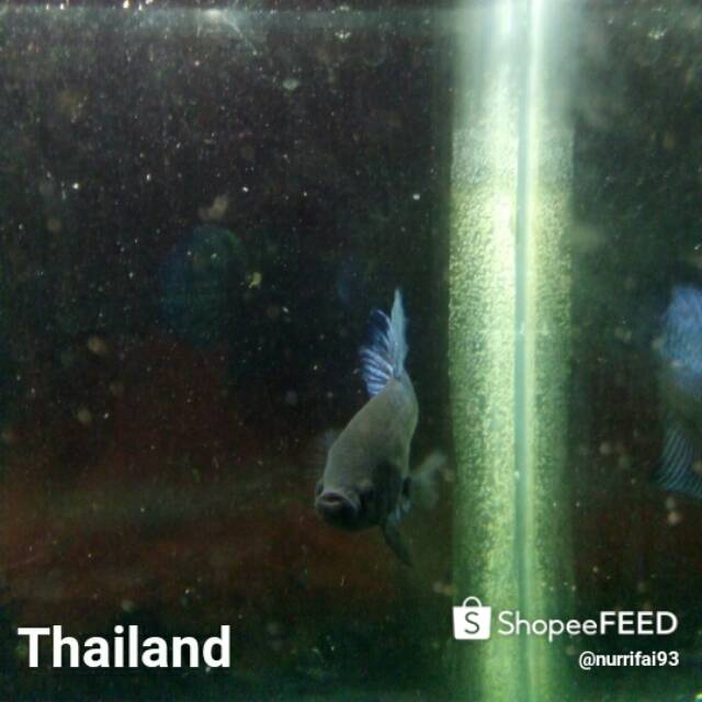 Ikan Cupang aduan thailand