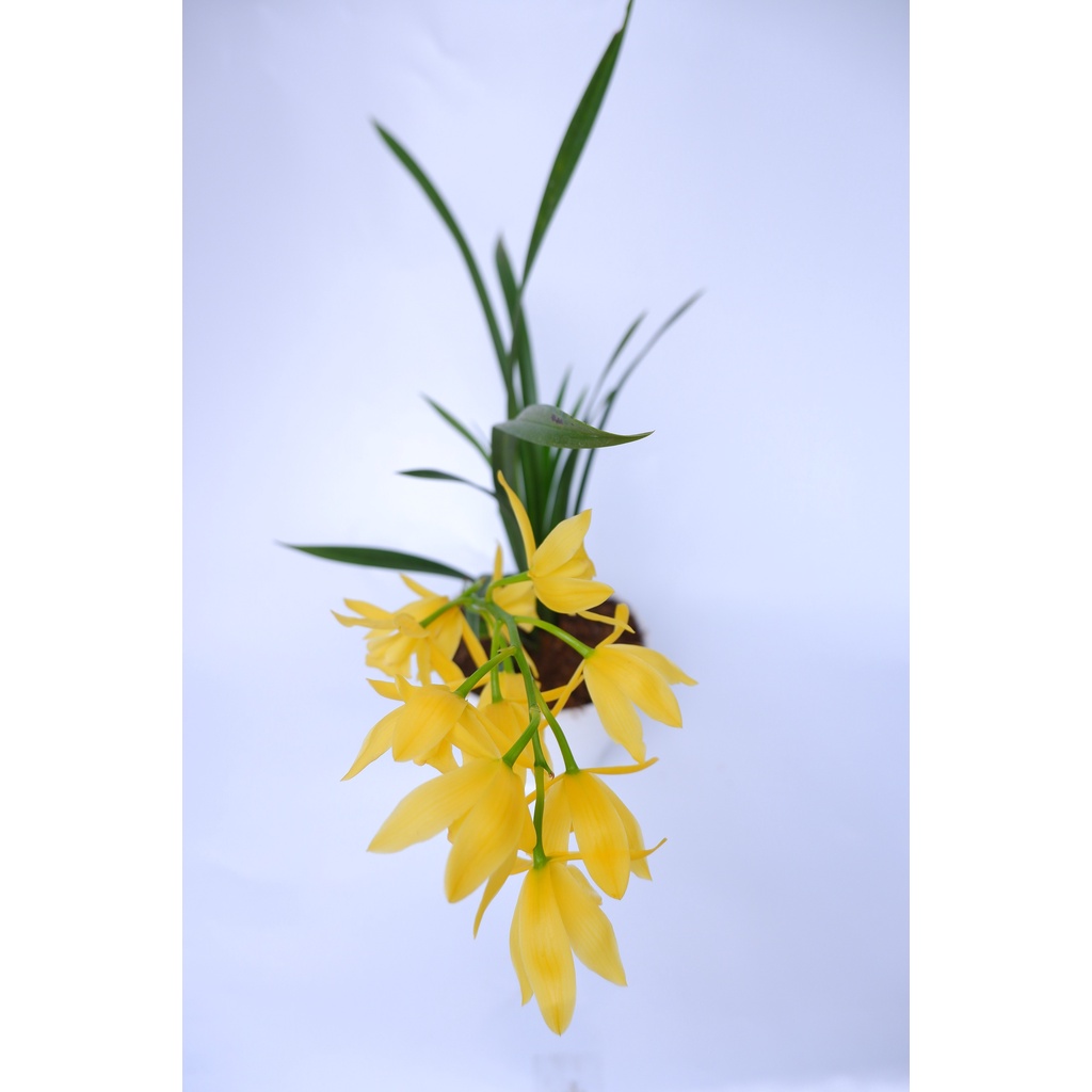 Anggrek Golden Boy - Cymbidium -  Tanaman Hias