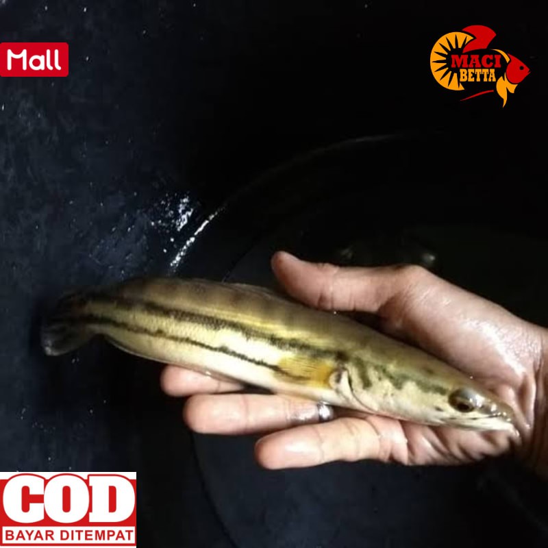 Cod Ikan Toman Besar Shopee Indonesia