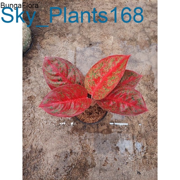 Anakan Aglonema Red Stardust