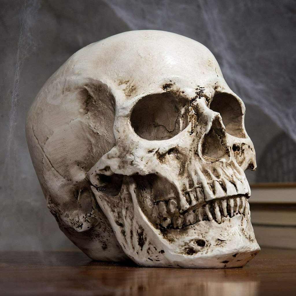 TOP Kepala Tengkorak Model Life-Size1:1 Anatomi Skeleton Head