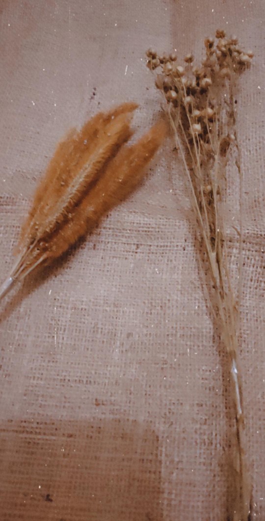  BUNGA  LINO NATURAL KERING NAT CORIANDER DRIED FLOWER 