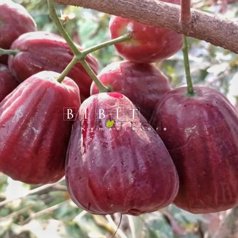 Bibit  Jambu Air Dalhari Super Manis dan Jumbo Okulasi Siap Berbuah (Jaminan Original)