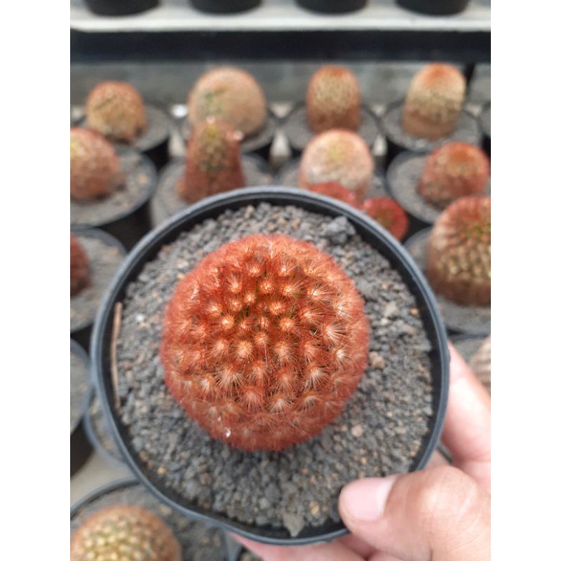 mammilaria carmenae f. rubrispina