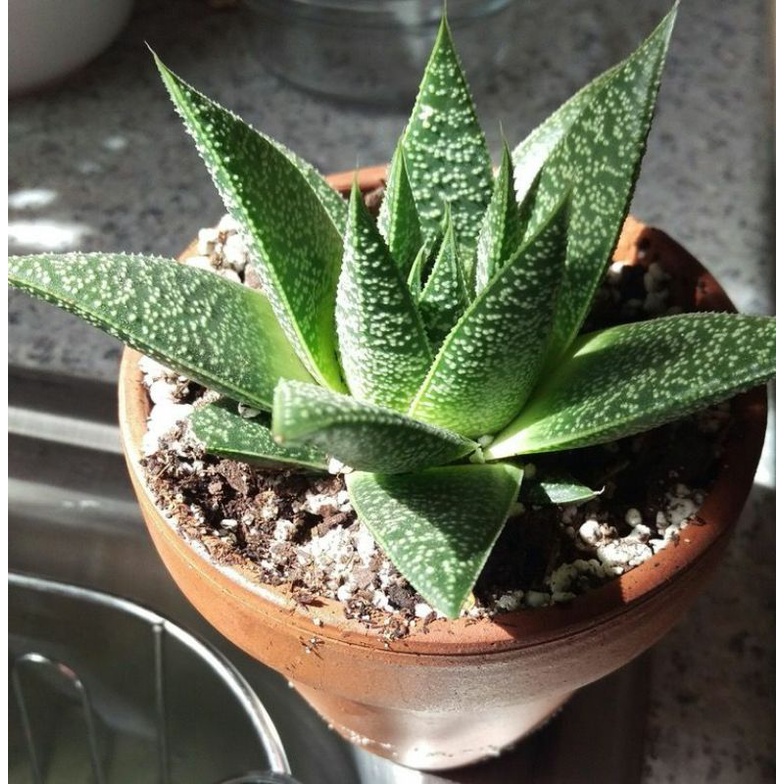 Sukulen Gasteraloe Flow