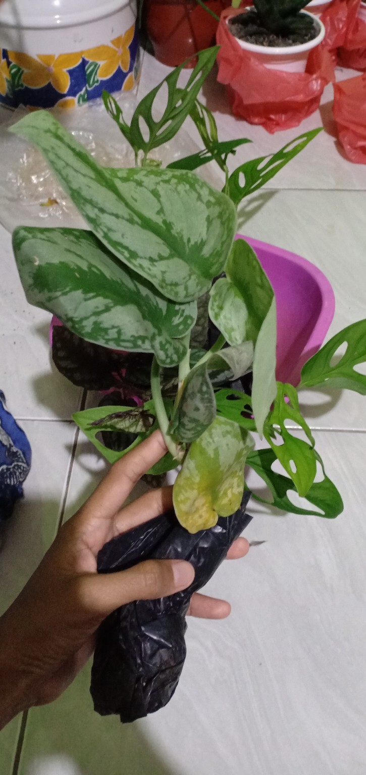 Tanaman Hias Gantung Sirih Gading Silver/tanaman Srigading Silver