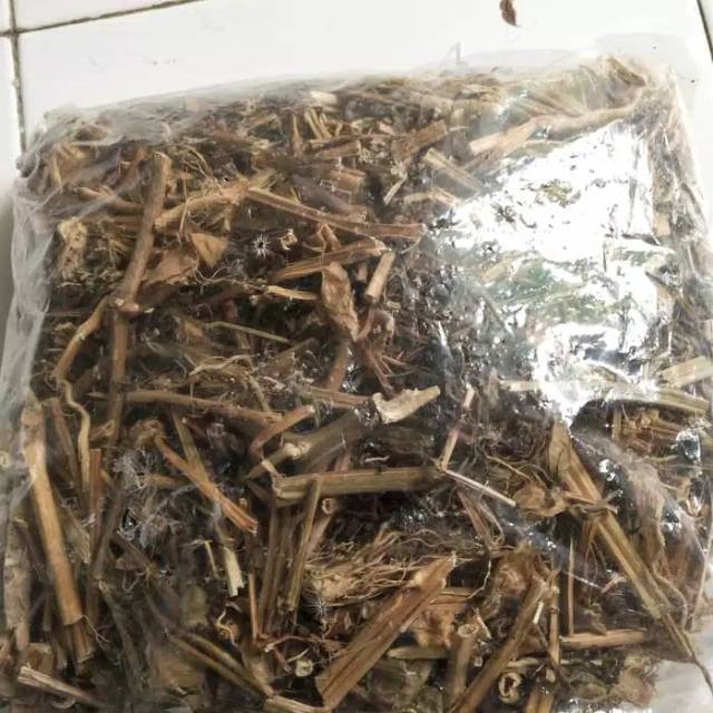 

Kualitas Terbaik Ciplukan Cecendet Kering