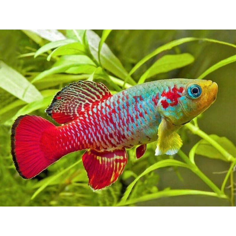Ketapang Killifish