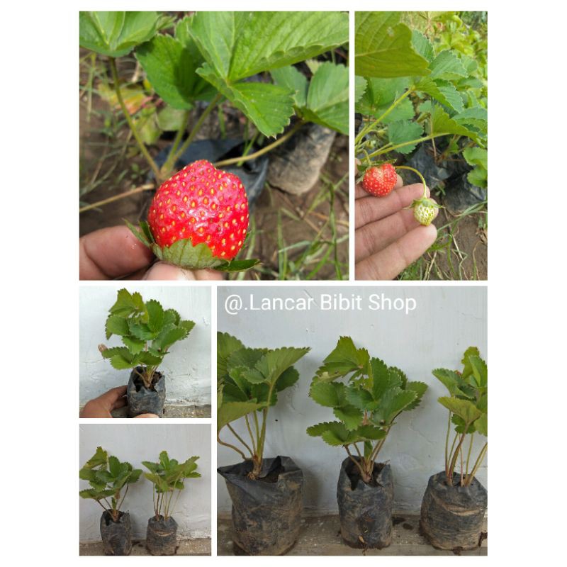 Bibit Strowberry Bahan Tabulampot Bibit Buah Unggulan Kultur Jaringan