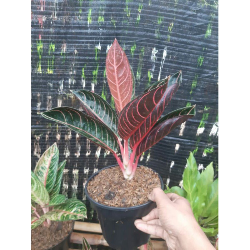 AGLONEMA RED SUMATRA
