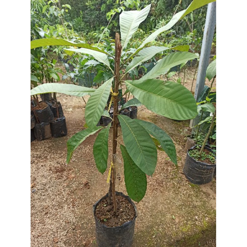 mamey sapote sambung susu berkualitas