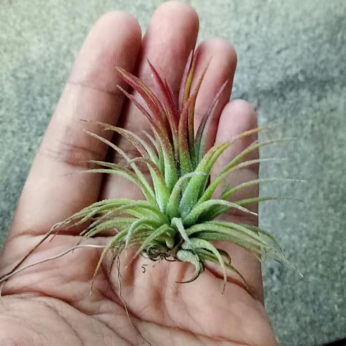 Paket Tillandsia 3