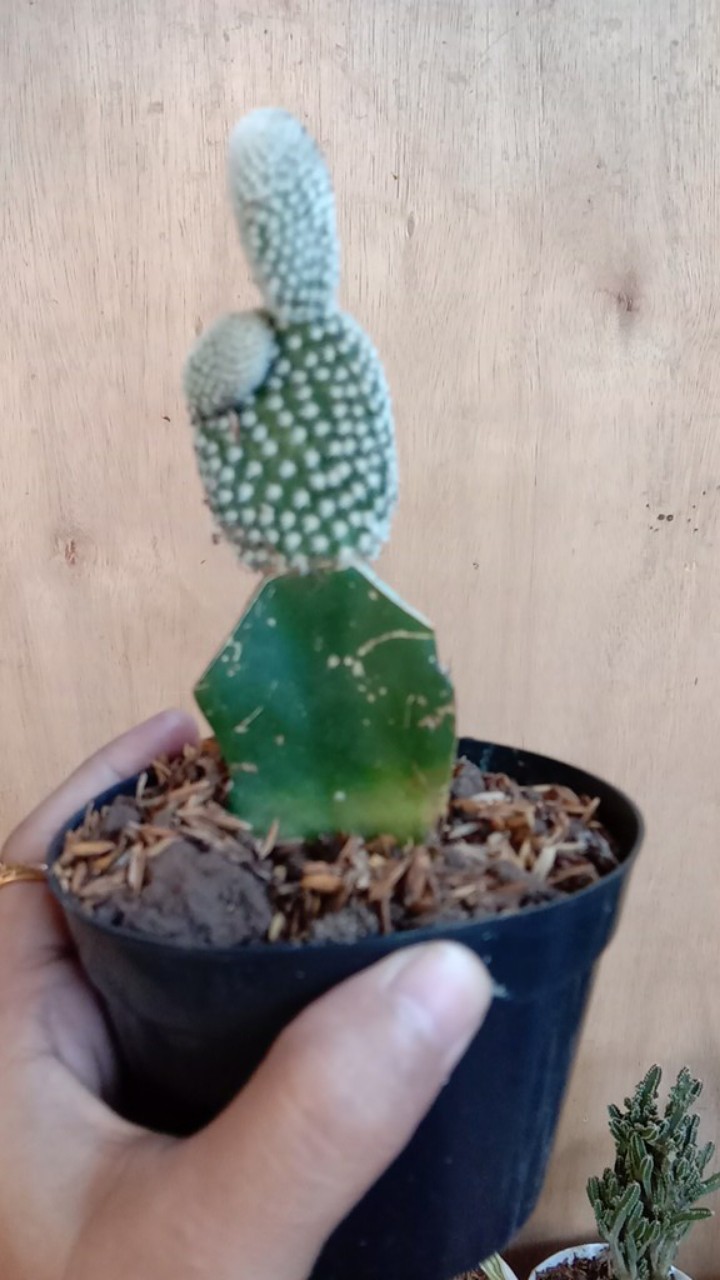 Kaktus Micky Mouse + Pot