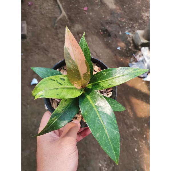 Tanaman hias Anturium Jemani Rumpun Variegata / Anthurium jemani varigata / Anturium hookeri hookeri