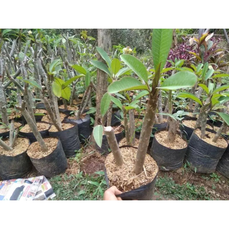 kamboja bali / bibit pohon Kamboja bali / tanaman bunga kamboja kuning / kamboja lokal
