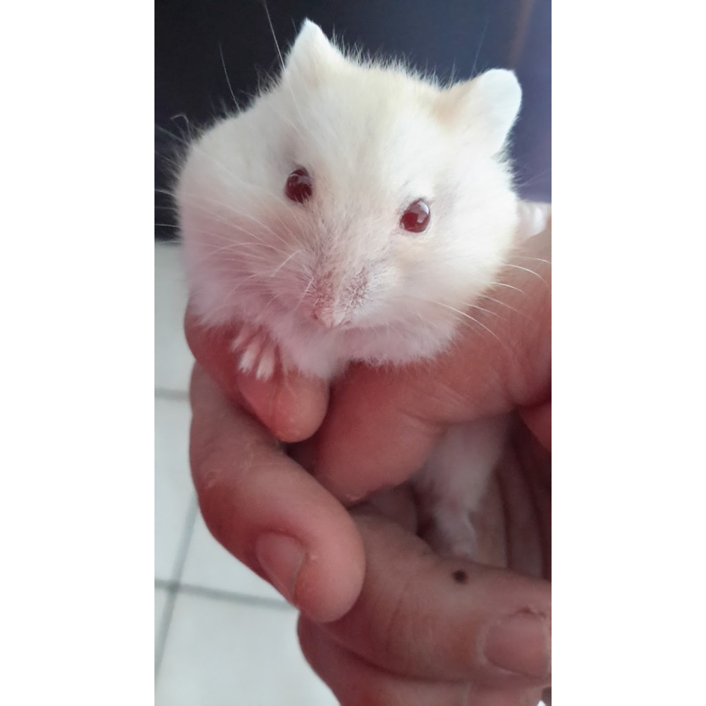 HAMSTER Roborovki , cambell , syirian , winter pearl tiger argente golden