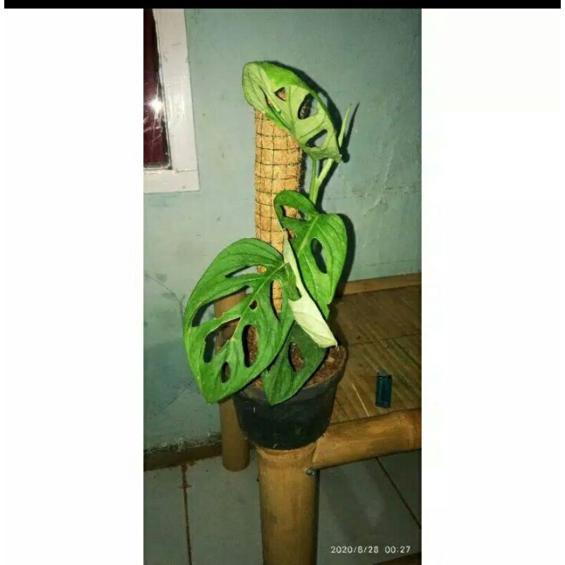 tanaman hias Monstera Janda Bolong dan Turus nya