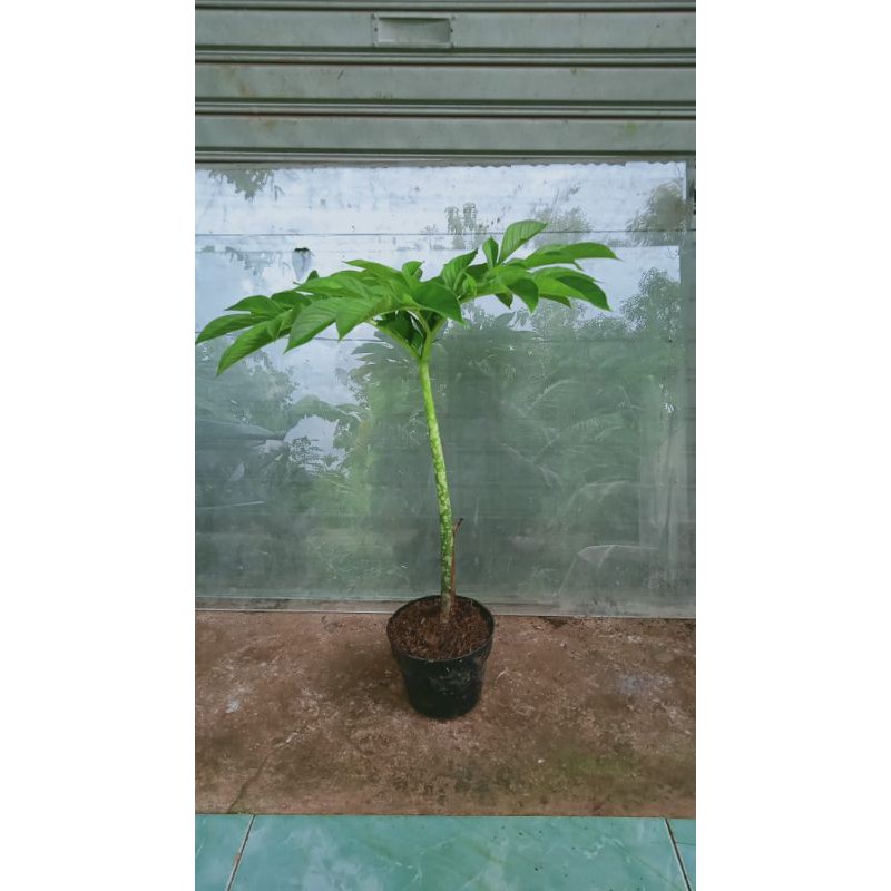 tanaman hias suweg//bibit tanaman hias suweg//suweg//tanaman