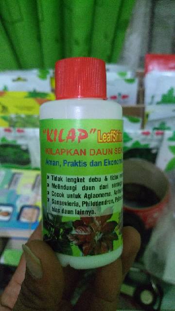 KILAP Leaf Shine Pengkilap daun Aglonema Sansivera Kuping Gajah