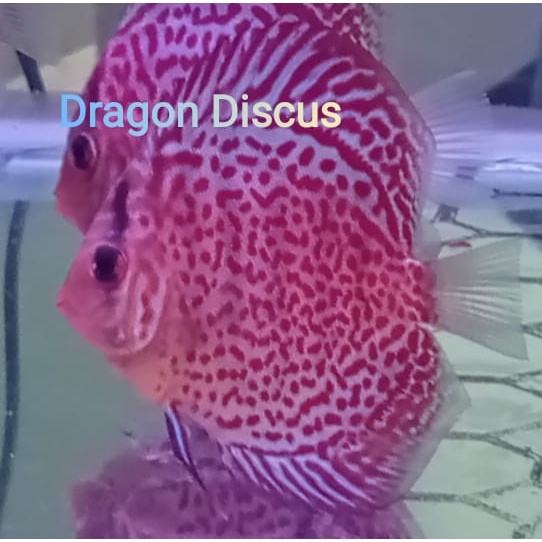 Discus Ring Leopard 2,5" inch 5" inch