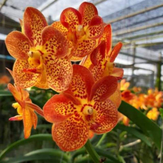 Anggrek Vanda Orange Hybrid Dewasa Siap Bunga