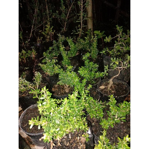 bonsai saeng simbur mikro vietnam golden/varigata