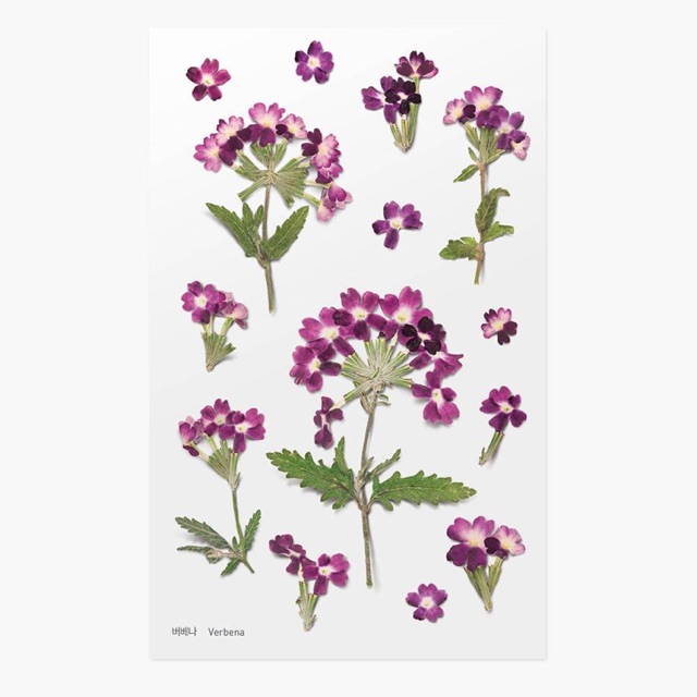 

Appree Pressed Flower - Verbena [017]