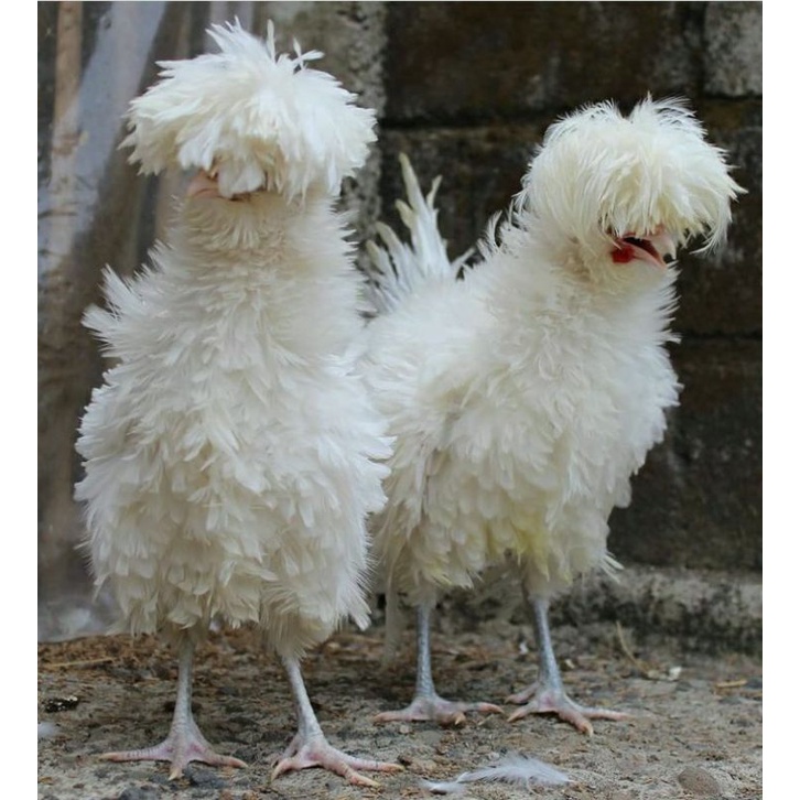 Harga Ayam Hias Poland Terbaru November 2021 Biggo Indonesia