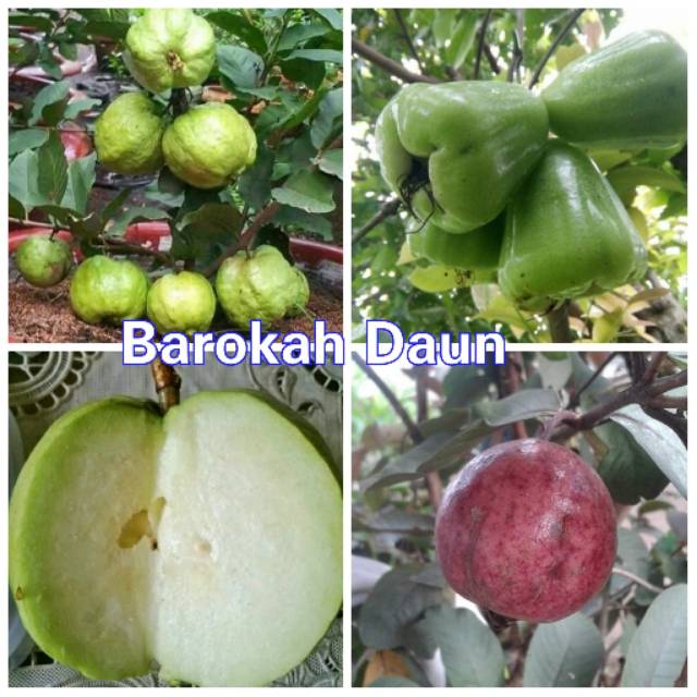 Paket 3 bibit jambu kristal susu merah putih dan jambu air green madu super