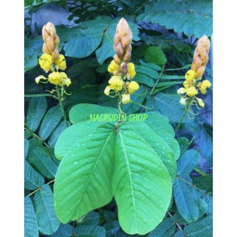 

[Fresh] BIBIT KETEPENG 50 BIJI BIBIT BIJI KETEPENG SENNA ALATA DAUN KUPANG DAUN KURANG GELENGGANG