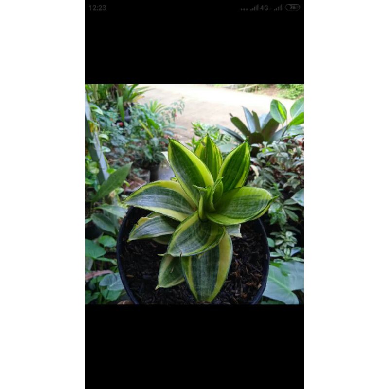 tanamansensivera golden honey