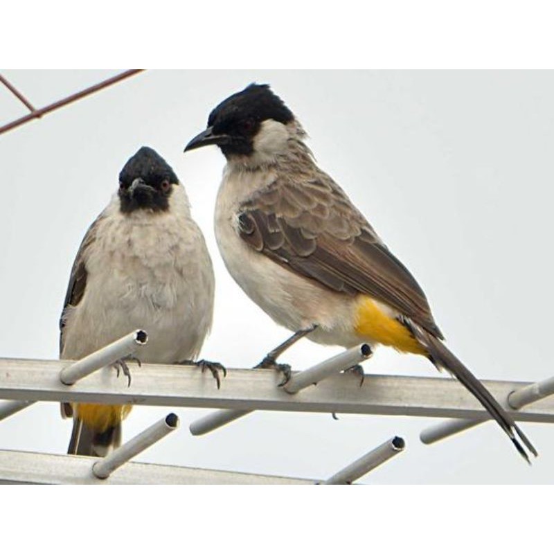 Burung kutilang Betina dan Jantan