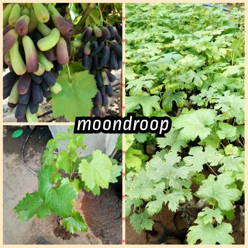 bibit anggur moondroop import stek batang