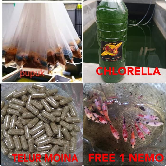 PAKET KULTUR KUTU AIR MOINA GARANSI PANEN BONUS CUPANG NEMO