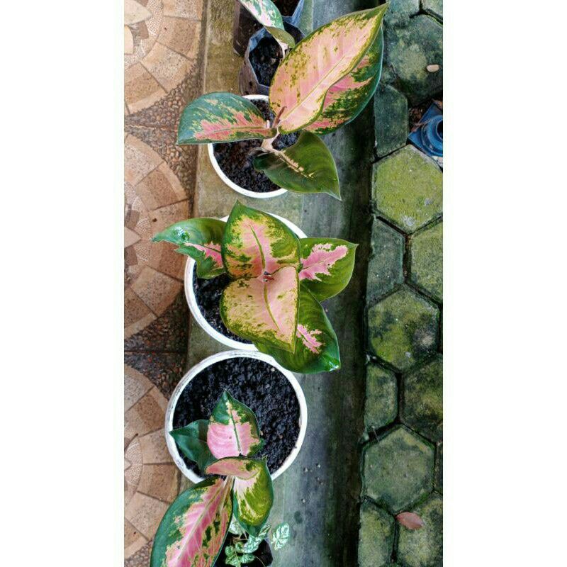 Aglonema red kochin anakan/remaja