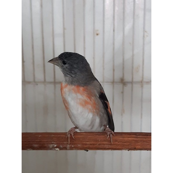 Red siskin klasik betina siyapan